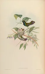Lampornis mango = Anthracothorax nigricollis nigricollis